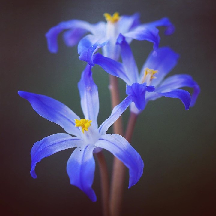 Purple flower