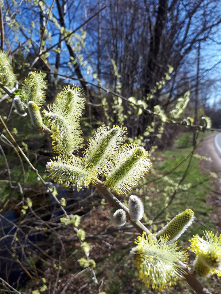 Frühling