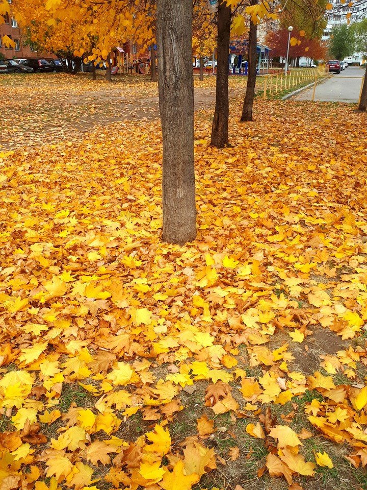 клёны