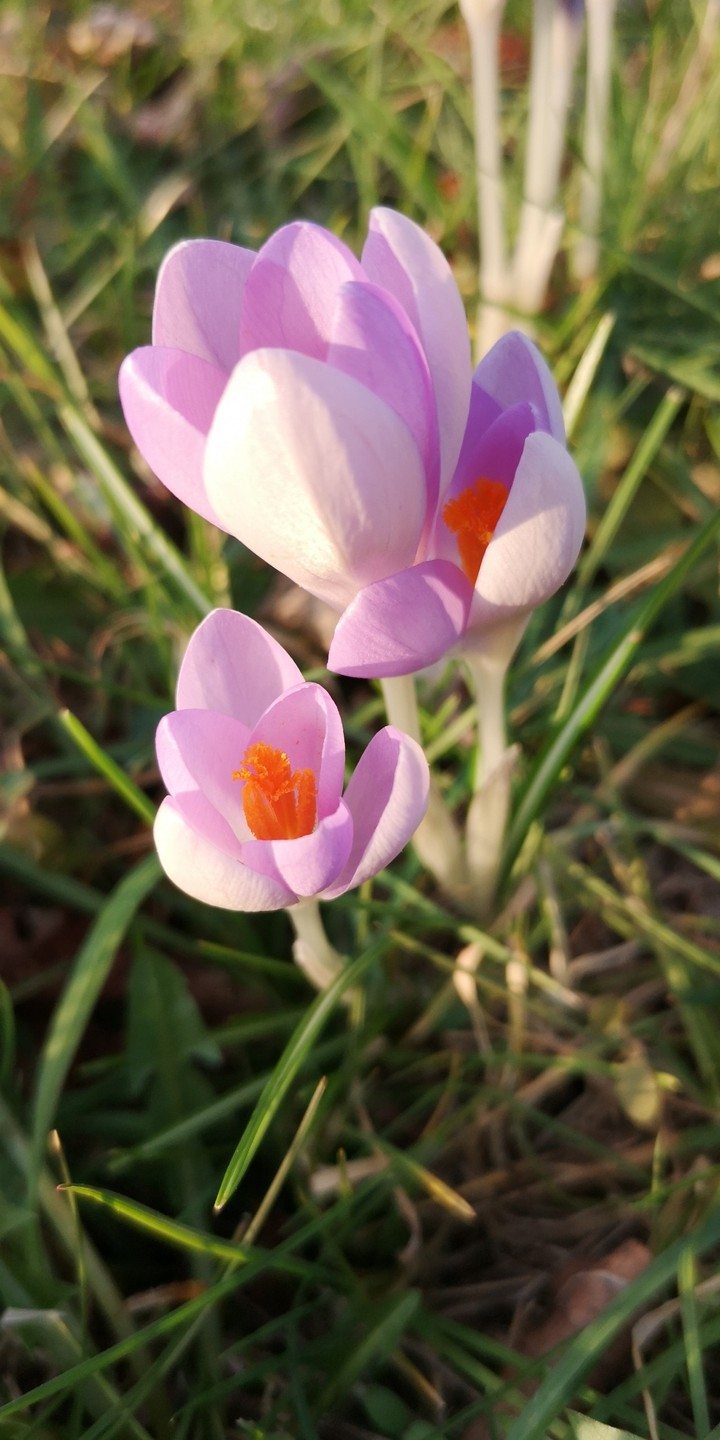 Krokus