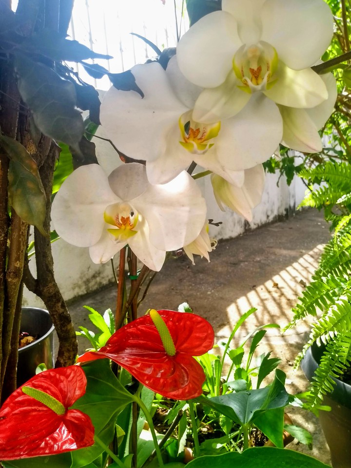 flores no quintal