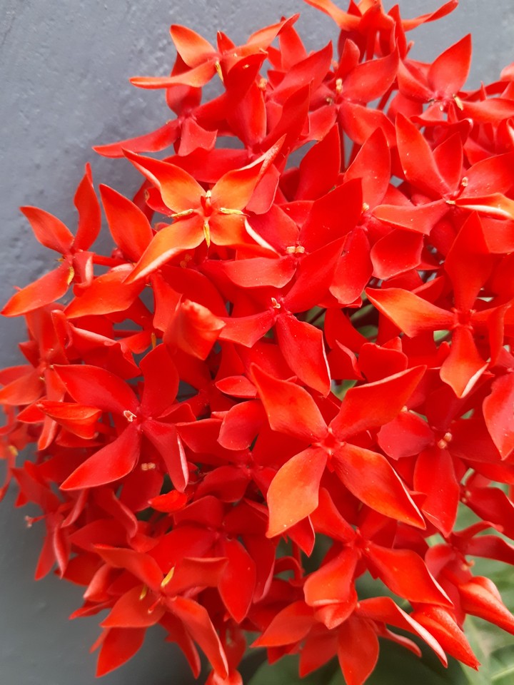 flowers