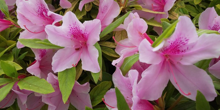 Flower Festival