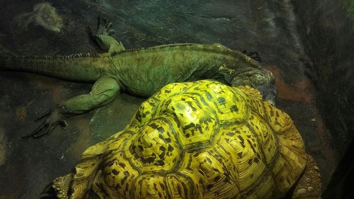 Iguana & Tortoise, Cape May Zoo
