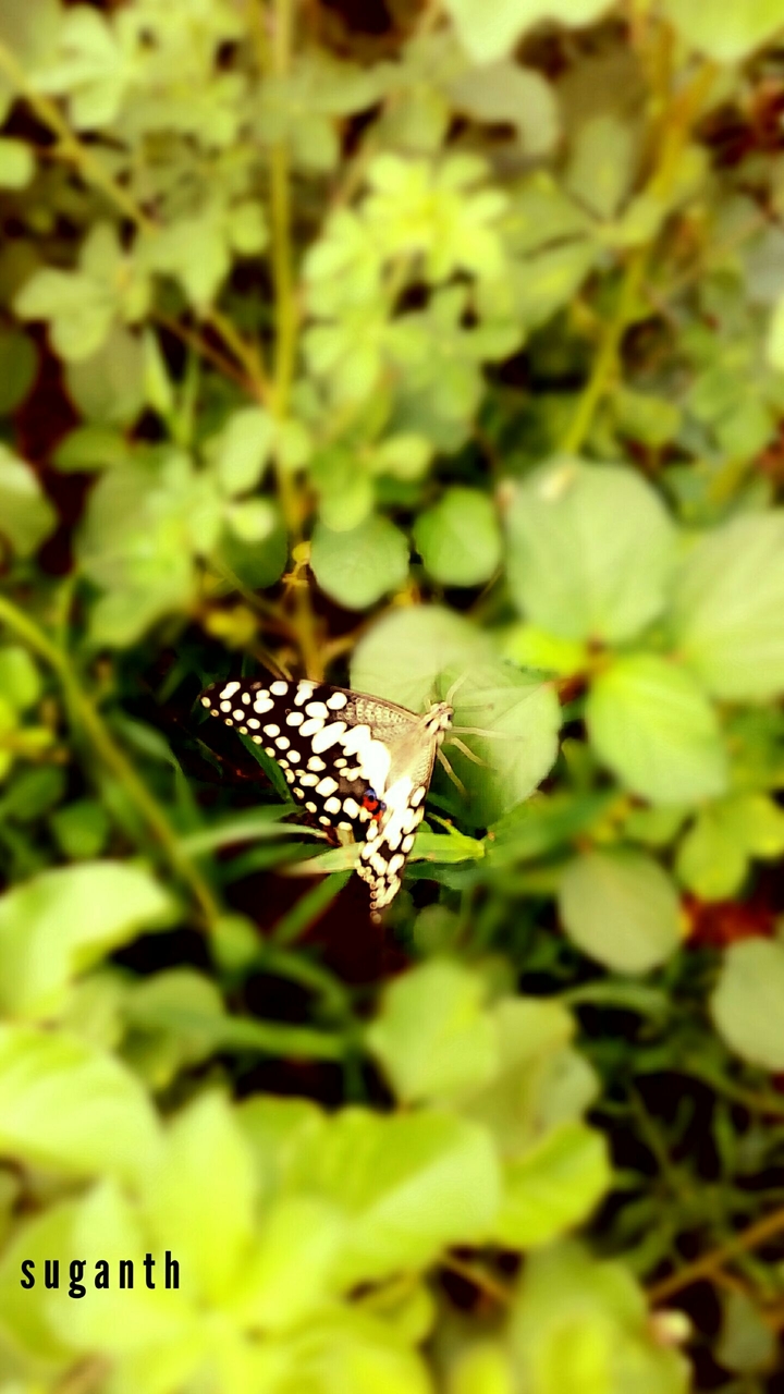 real pic (butterfly)