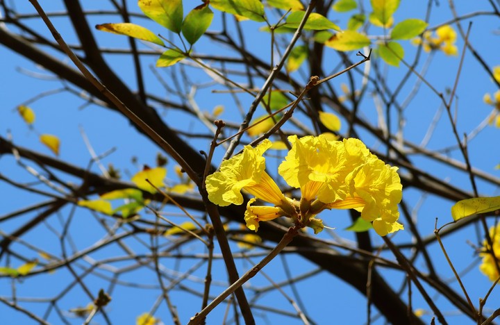 Yellow One