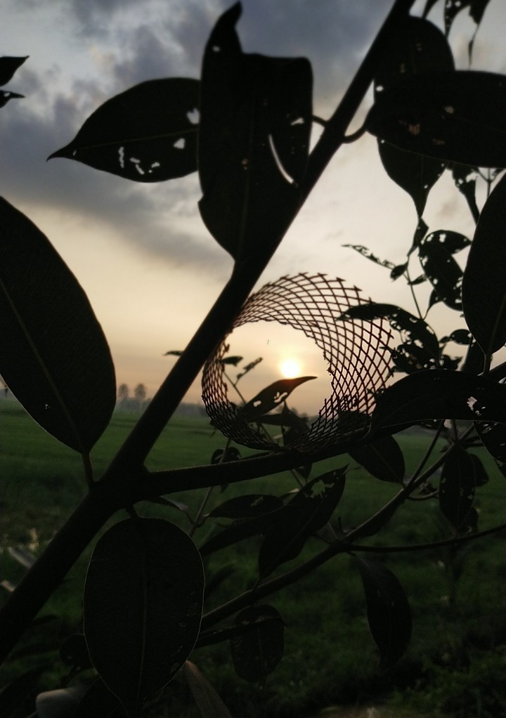 Early morning sunshine