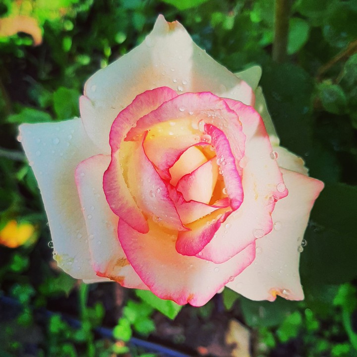 rose
