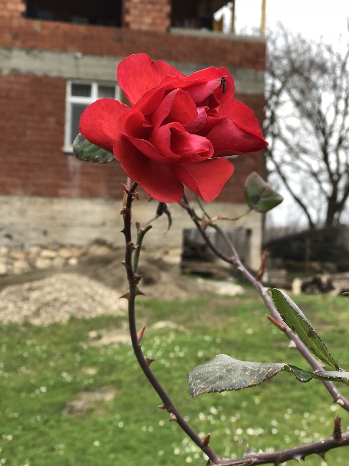 Rose nature