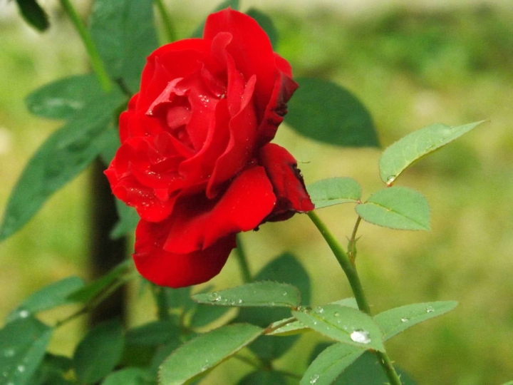 Rose