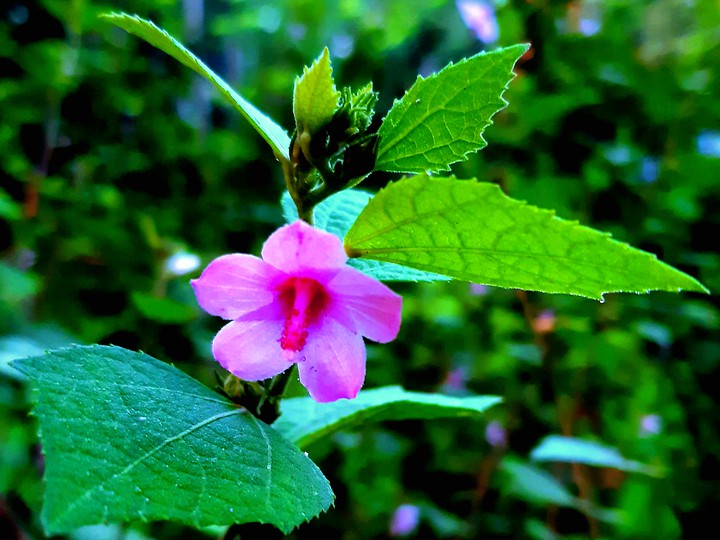 wild flower