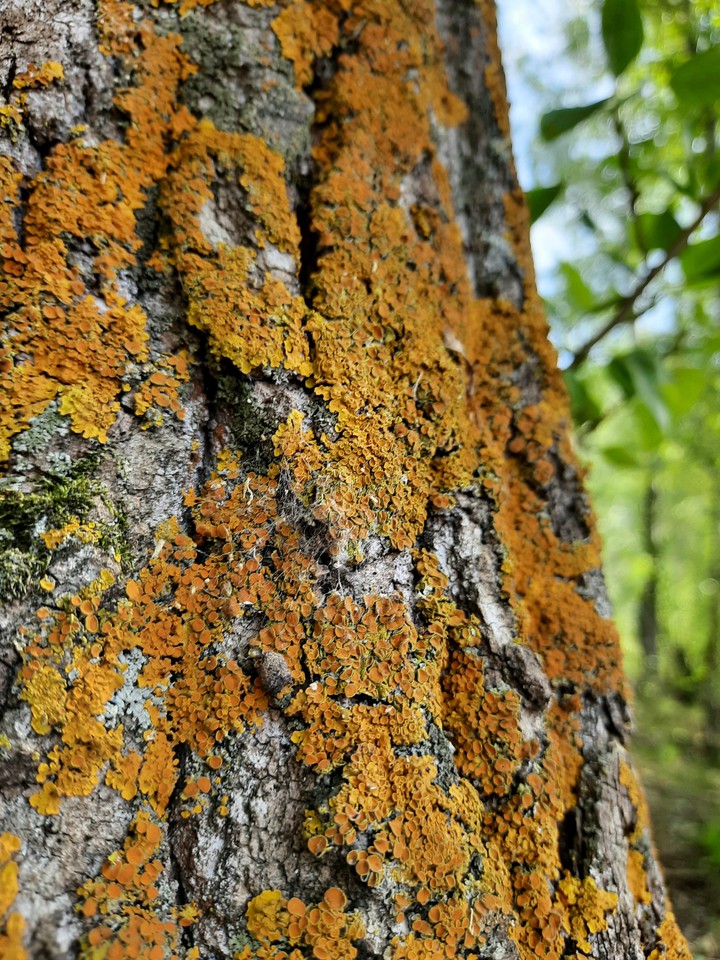moss