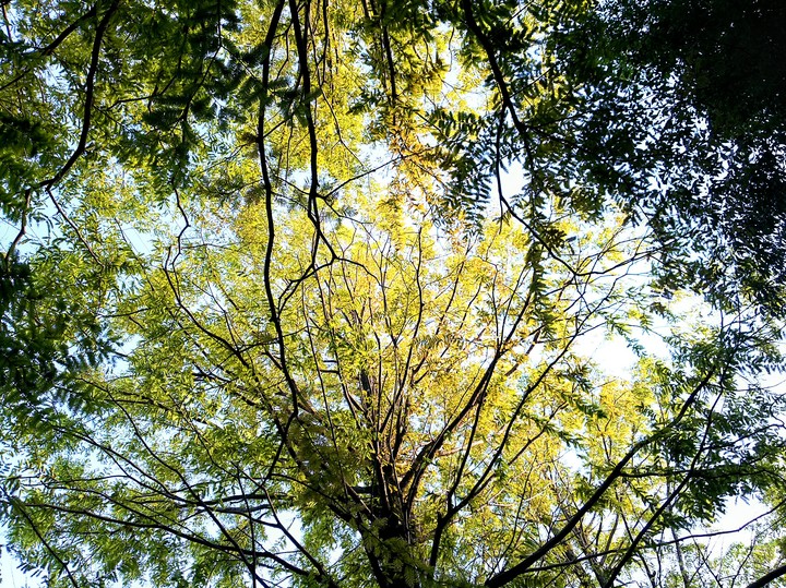 tree