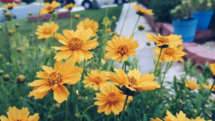 flower of summer