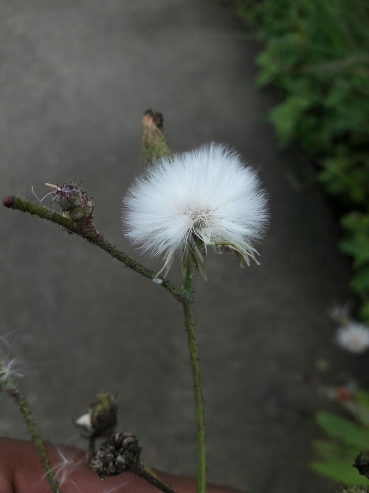 #nature #click