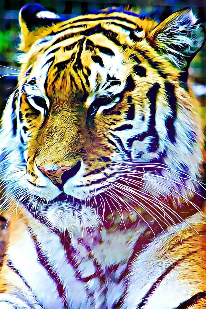tiger