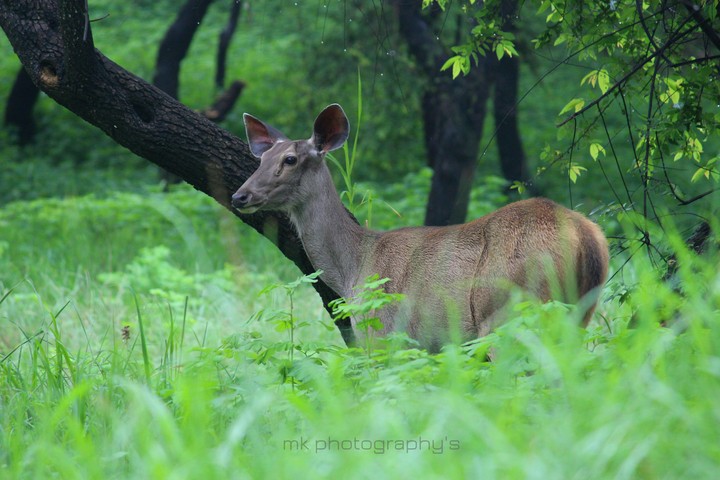 zoo