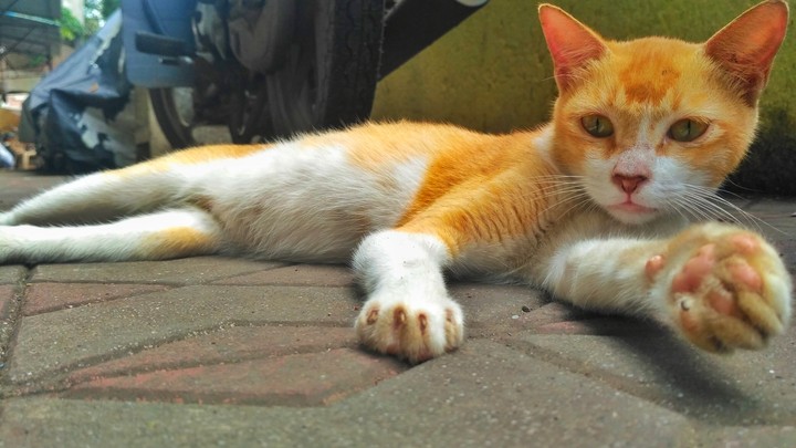 Street cat