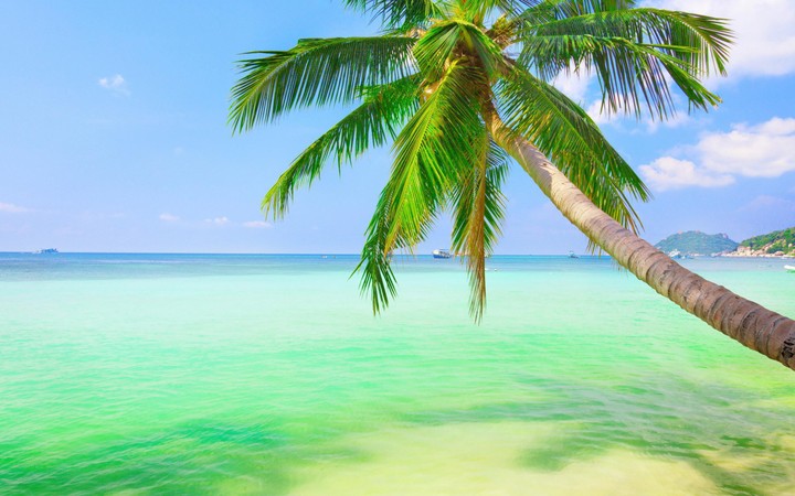 Palm in ocean