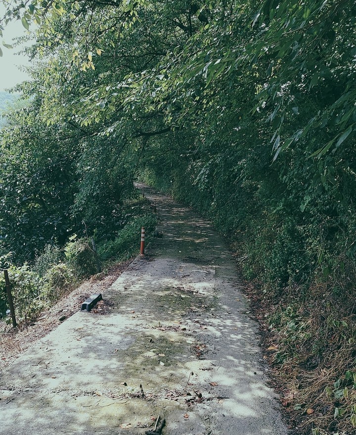 forest road