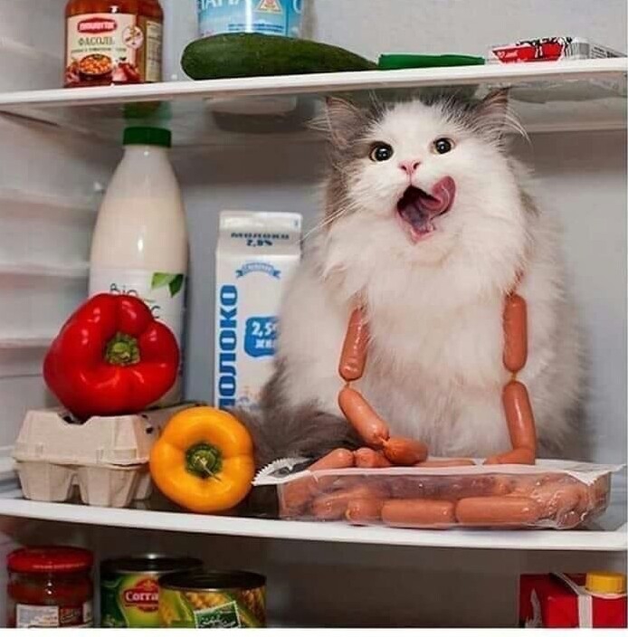 Кошка