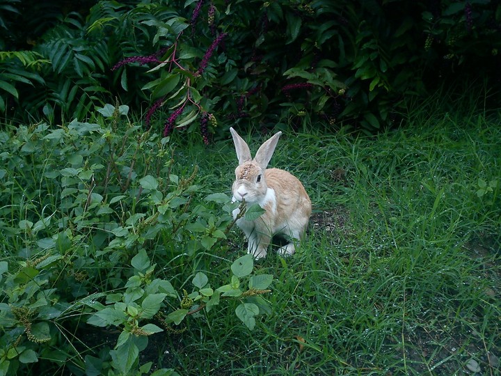 rabbit