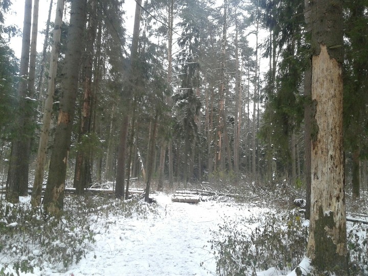 Еловый лес