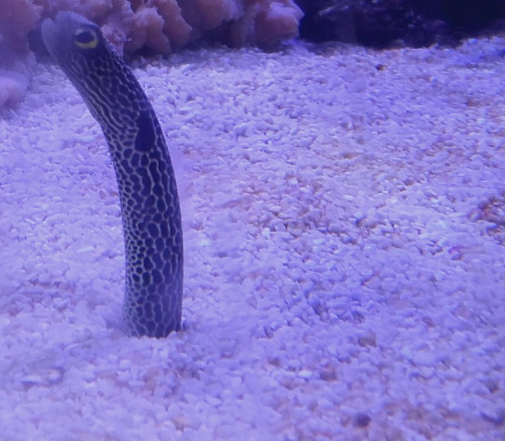 le monde de nemo