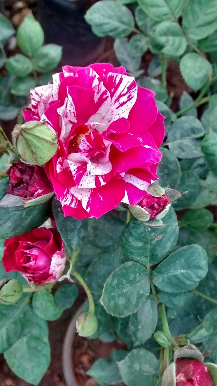 I love capturing nature.