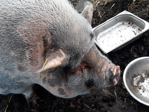 pig