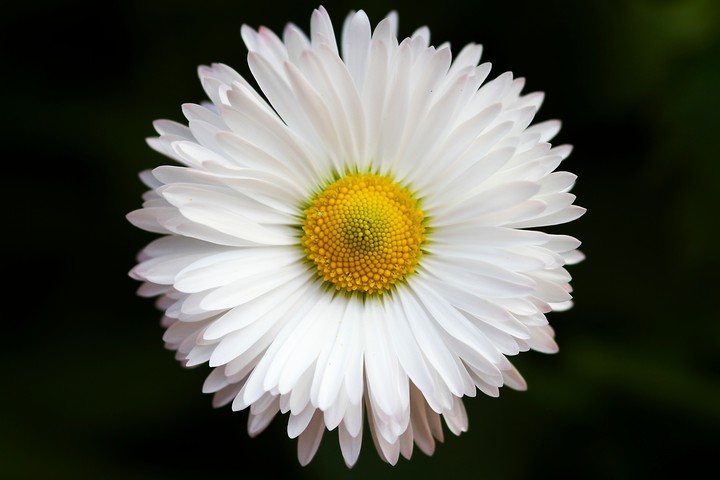 White Daisy Flower