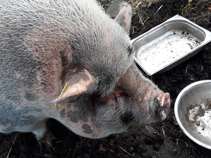 pig