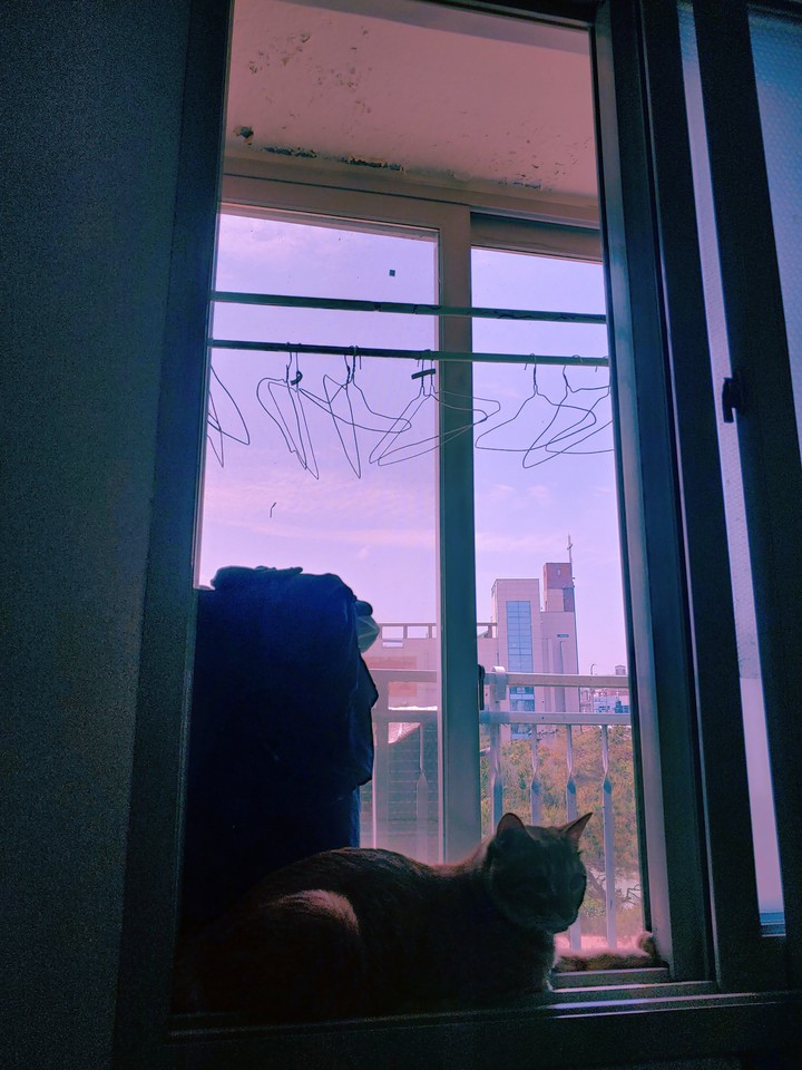 cat