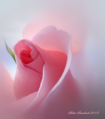 ♥