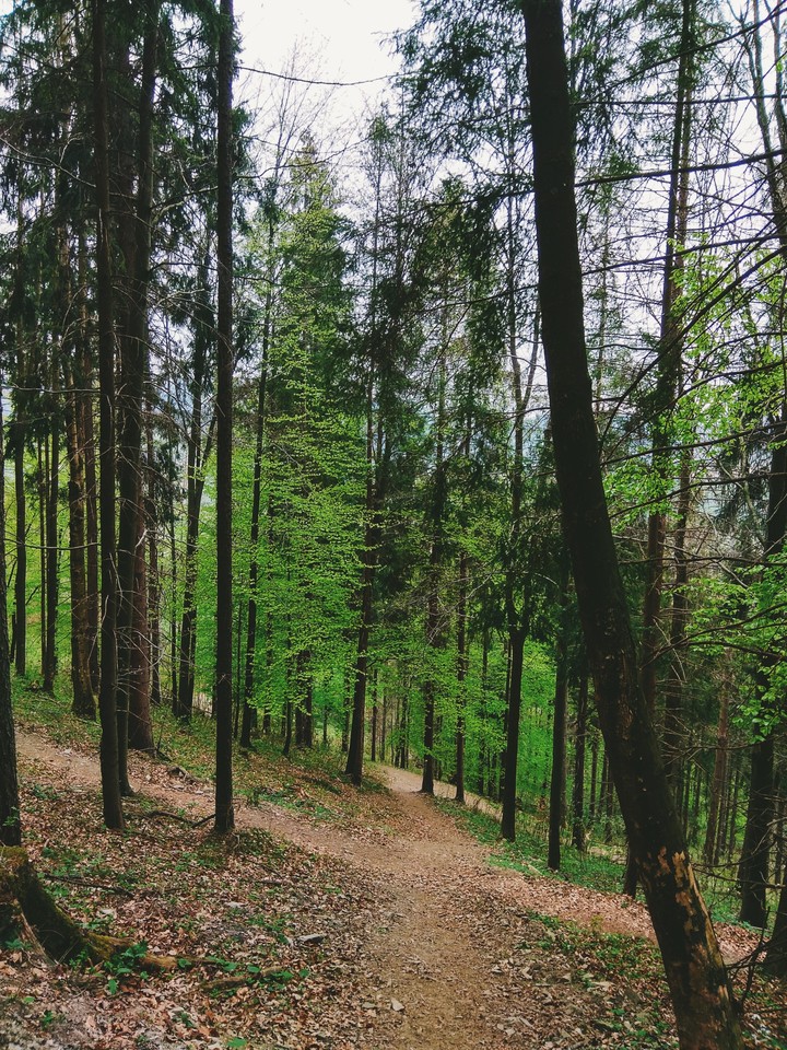 Forest