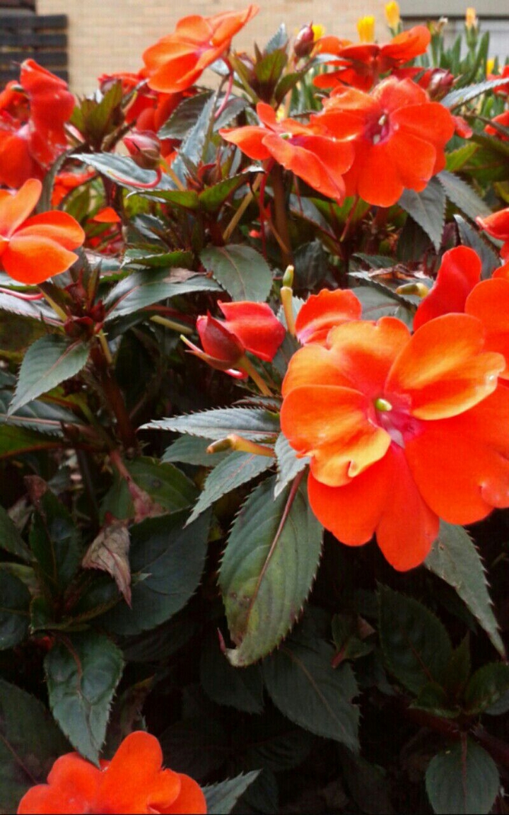 ORANGE FLOWER
