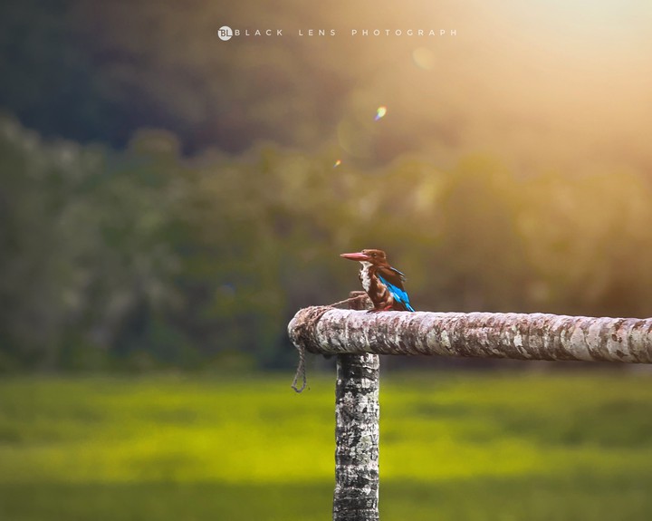 morning click