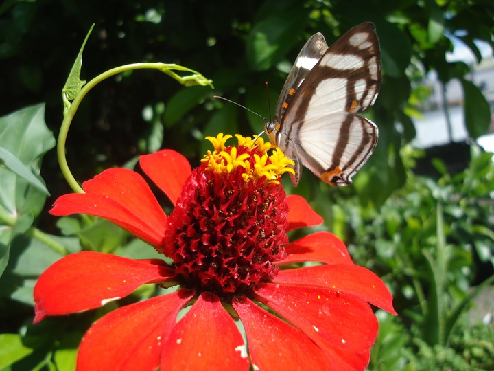 bella mariposa