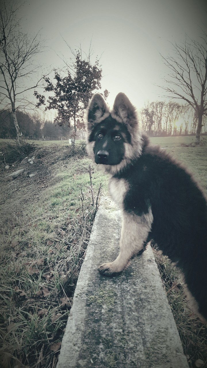 Malko.