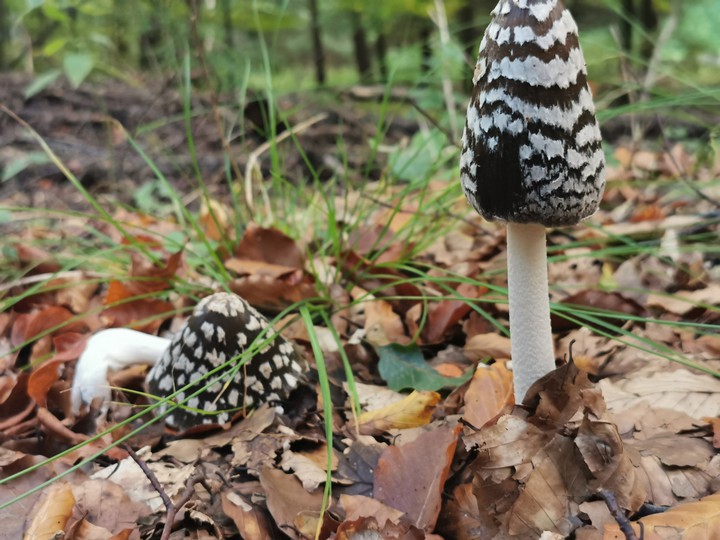 Der Herbst