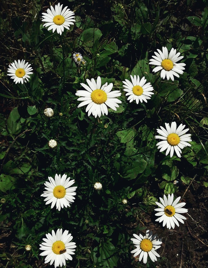 Chamomiles