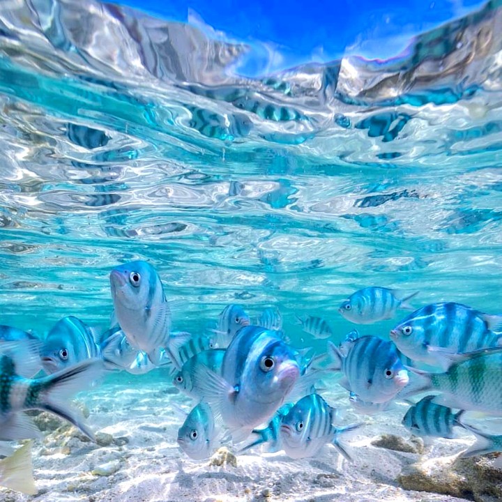 Tropical Fish