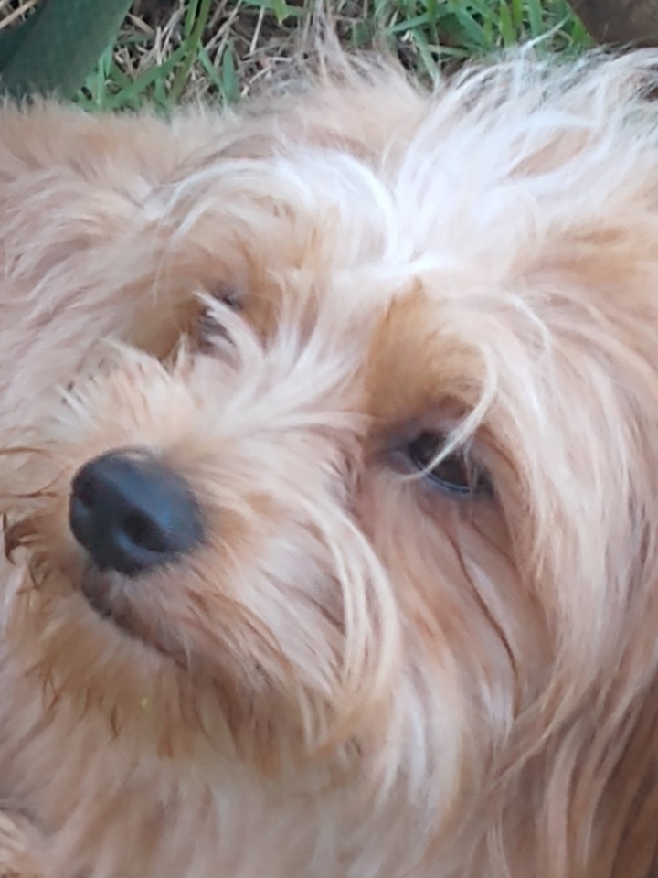 dog, mel - Giselle - Betim MG