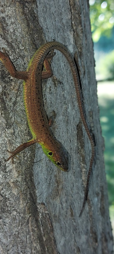 lizard