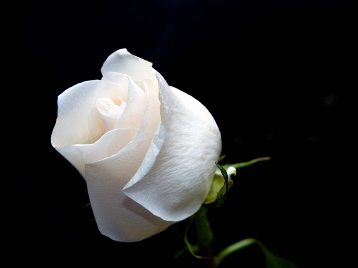 Rosa Blanca.