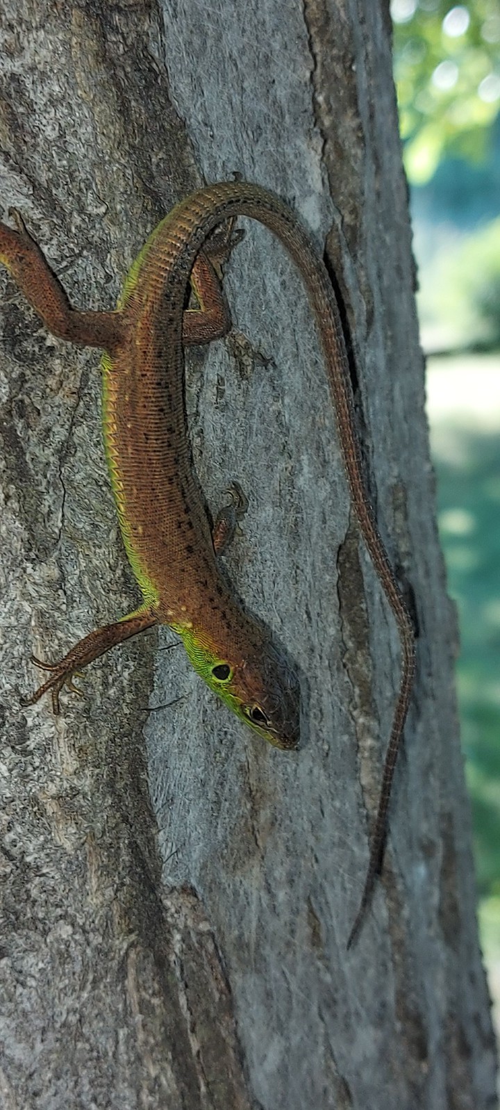 lizard