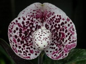 #exotic flower