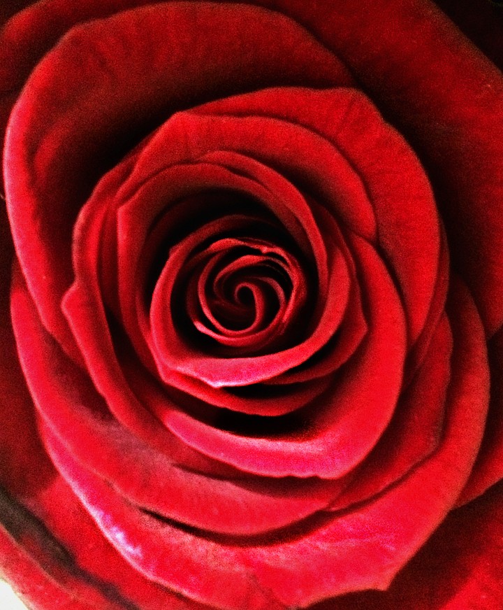 rose