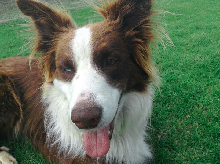 Dog
