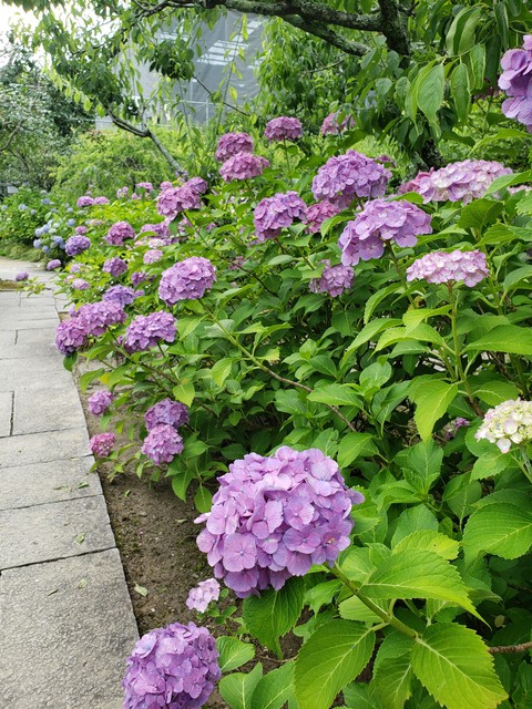 sfondi petal, botany